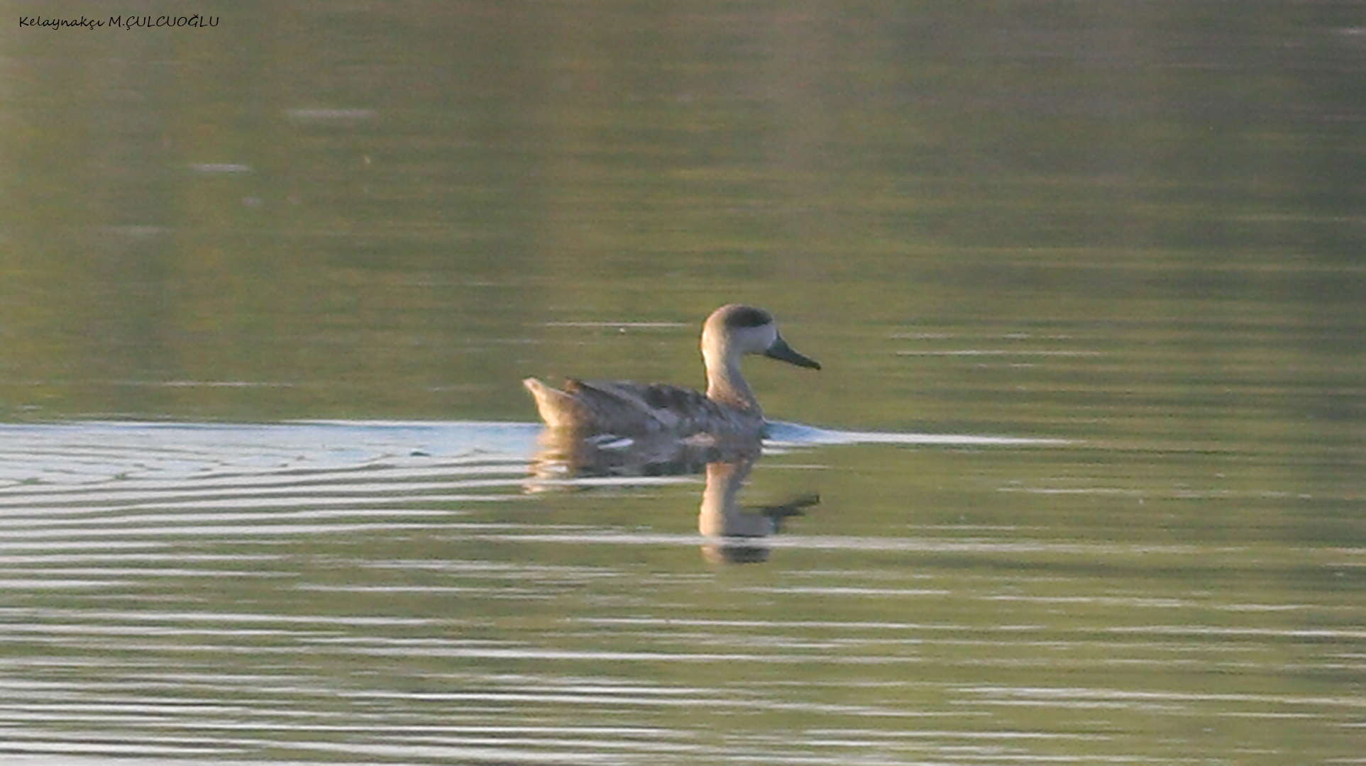 Marbled Teal